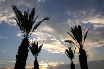Silhouettes of palm trees on a background of sunset in the desert