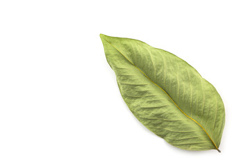 Obraz premium withered leaves dry leaves isolate