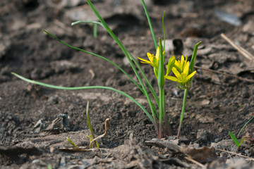 Goose onion , spring flower