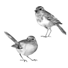 Birds, isolated on white. Black and white watercolor illustration
