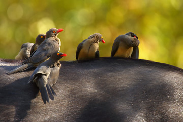 The red-billed oxpecker (Buphagus erythrorhynchus). Family sitting on buffalo back.