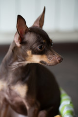 small decorative brown dog the breed Russian toy-Terrier