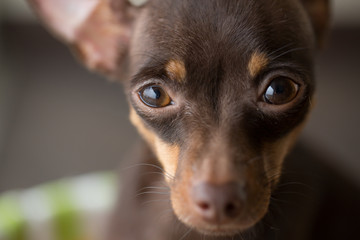 Obraz premium small decorative brown dog the breed Russian toy-Terrier
