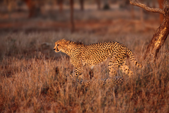 The cheetah (Acinonyx jubatus) walking through the grass at sunset among trees. African cat in the evening light.