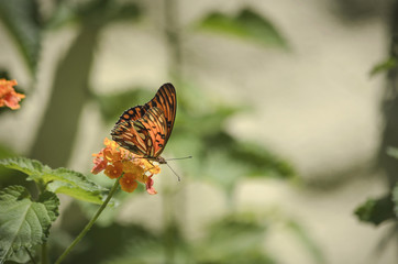 Orange butterfly perched on a flower