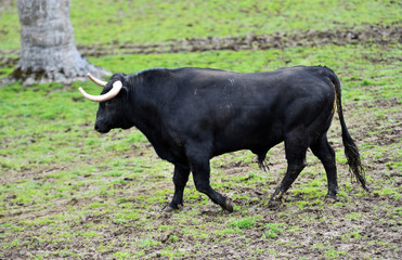 toros en el campo español