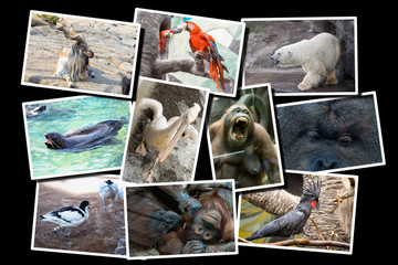 Different animals collage on postcard, all photos are in white frames and situated on the black...