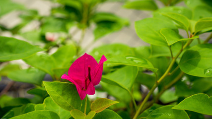 asia purple bougainvillea from spring time season with green natural background