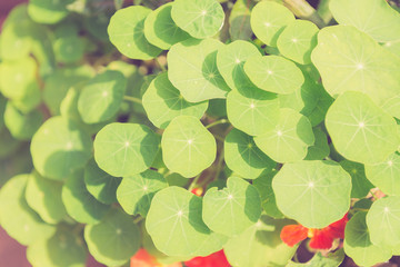 Gotu kola, Asiatic pennywort, Centella asiatica