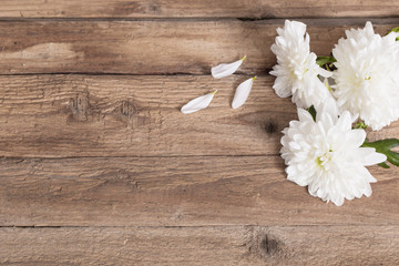 Obraz na płótnie Canvas chrysanthemum on old wooden background