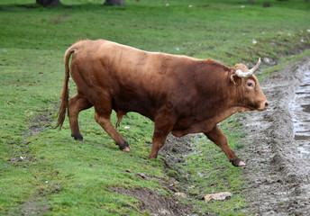 toros en el campo español