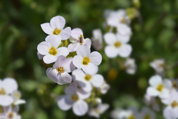 Fototapeta premium Garden arabis
