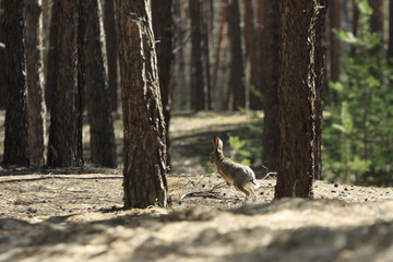 Wild gray hare jumps in a coniferous forest © Vitaly Zubrytsky