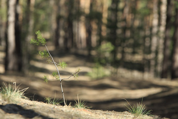 Single small pine in foreground grows in a pinewood