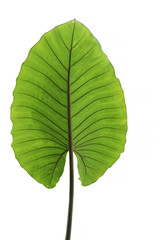 Fototapeta premium Alocasia macrorrhizos , tropical big green leaf isolated on white background