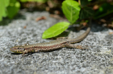 Eidechse; Mauereidechse; Podarcis muralis