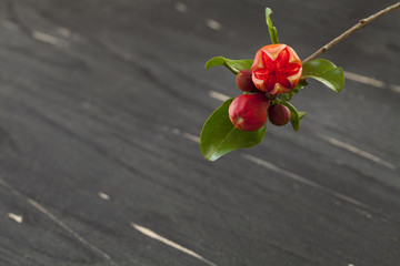 pomegranate flower