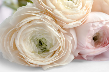 Beautiful ranunculus flowers on white background, closeup