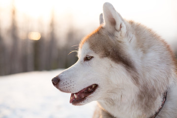 Profile portrait of free and prideful husky male. Close-up portrait of beautiful siberian Husky dog sitting on the snow in winter forest at sunset.