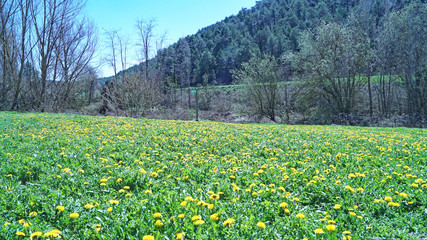 Campo de margarita en la comarca del Osona, Barcelona, Catalunya, Espa&ntilde;a
