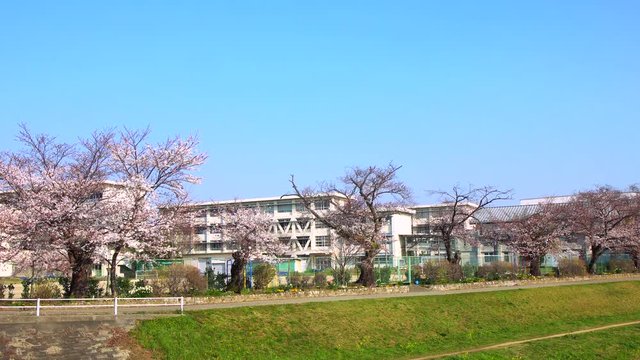 豊川市の佐奈川堰堤から見た桜と小学校