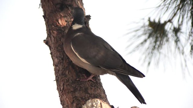 columba palumbus