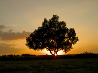 Fototapeta na wymiar Silhouette of a lonely tree