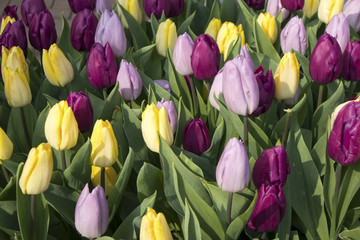 Fototapeta premium the colorful tulips at Bloemenmarkt - floating flower market on Singel Canal. Amsterdam. Netherlands