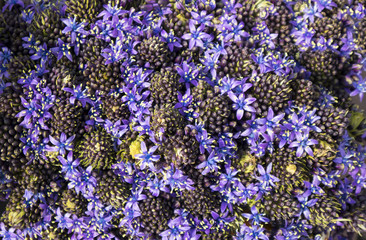 Obraz premium the Hyacinths in a bucket on the flower market in Amsterdam for sale