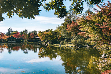 autumn Maple leaf in Showa Memorial park