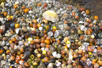 A lot of small gorgeous shells on the coastline