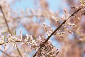 Pink blossoming tree and blue sky background in spring