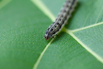 close up of common cutworm on leaves