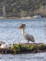 Pelican with a beak dissolved.