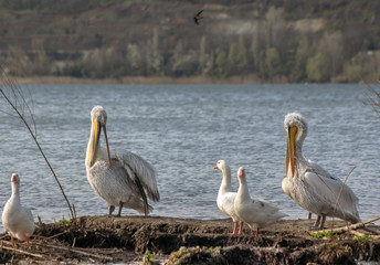 Pelicans and geese on a small island in the lake.