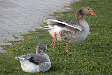 Free geese in the gardens of Kastoria, Greece.