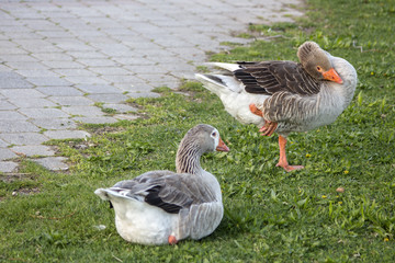 Free geese in the gardens of Kastoria, Greece.