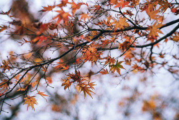 Red maple leaves in autumn season with sky blurred