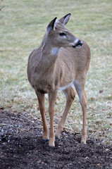 Whitetail Deer
