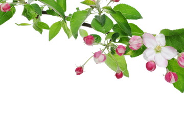 Apple flowers blooming with branch isolated on white background, clipping path
