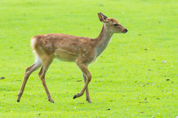 Naklejka na ściany i meble Young little sika deer roaming and grass grazing at green field on summer in Nara Public Park, Nara, Japan