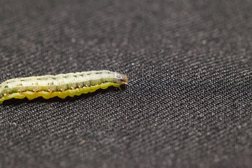 close up of Beet armyworm on black background