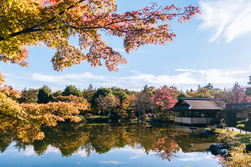 autumn Maple leaf in Showa Memorial park