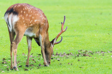 Sika deer with big antlers roaming and grass grazing at green field on summer in Nara Public Park, Nara, Japan