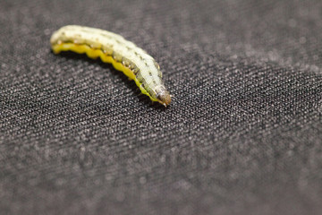 close up of Beet armyworm on black background