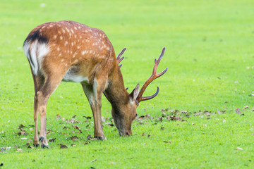 Naklejka na ściany i meble Sika deer with big antlers roaming and grass grazing at green field on summer in Nara Public Park, Nara, Japan
