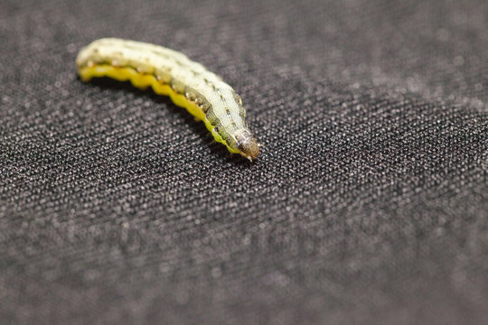close up of Beet armyworm on black background