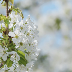 Blooming beautiful snow-white cherry on a spring day close-up, background.