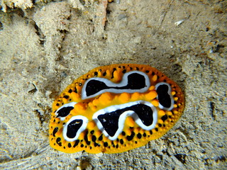 wave wart slug nudibranch in Thistlegorm wreck