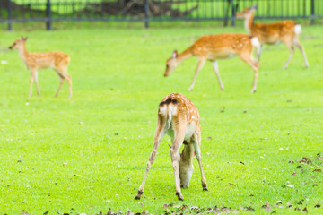Naklejka na ściany i meble Little baby sika deer with cute tiny tail roaming and grass grazing at green field on summer in Nara Public Park, Nara, Japan
